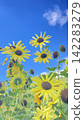 Yellow flowers stand out against the blue sky - summer sky 142283279