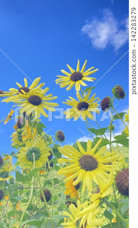 Yellow flowers stand out against the blue sky - summer sky Yellow flowers stand out against the blue sky - summer sky 142283279