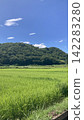 Summer sky and rice fields: Japanese summer 142283280