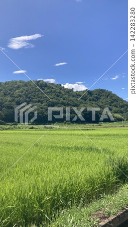 夏天的天空與稻田:日本的夏天 夏天的天空與稻田:日本的夏天 142283280