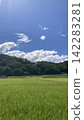Summer blue sky and rice fields 142283281
