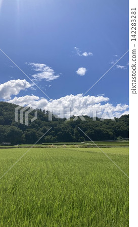 Summer blue sky and rice fields Summer blue sky and rice fields 142283281