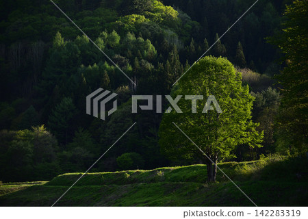 A single tree and a mountain covered in fresh green leaves, illuminated by sunlight filtering through the leaves. 142283319