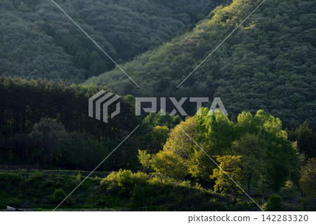 Mountains bathed in sunlight amidst lush greenery and a tranquil forest landscape. 142283320