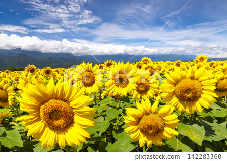 Asao, Akeno-cho, Hokuto City, Yamanashi Prefecture: A field of sunflowers in full bloom at the main venue of the Akeno Sunflower Festival, with the Southern Alps in the background. Asao, Akeno-cho, Hokuto City, Yamanashi Prefecture: A field of sunflowers in full bloom at the main venue of the Akeno Sunflower Festival, with the Southern Alps in the background. 142283360