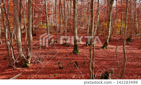 Landscape of autumn beech forest with red foliage Landscape of autumn beech forest with red foliage 142283499