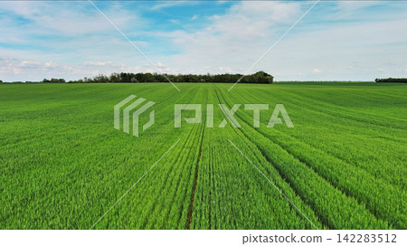 Green wheat field on hills under blue sky with clouds 142283512