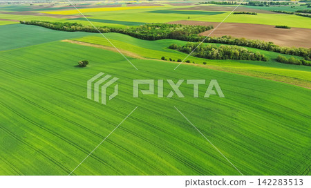 Aerial view of green wheat field on hills 142283513