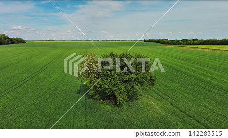 Green wheat field on hills with tree under blue sky with clouds Green wheat field on hills with tree under blue sky with clouds 142283515