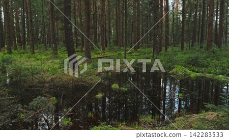 Bog and dark pine forest nature landscape Bog and dark pine forest nature landscape 142283533