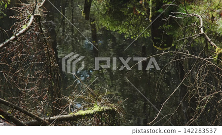 Bog and dark pine forest with flying insects Bog and dark pine forest with flying insects 142283537