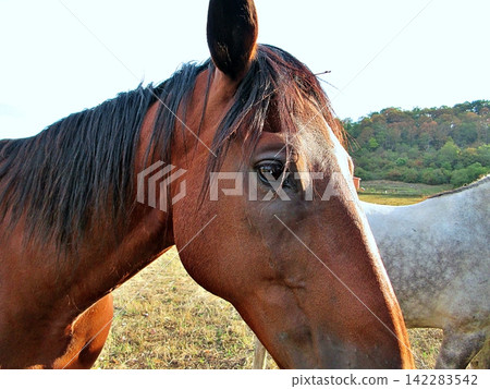 Profile View of Brown Horse Head in Pasture. Profile View of Brown Horse Head in Pasture. 142283542