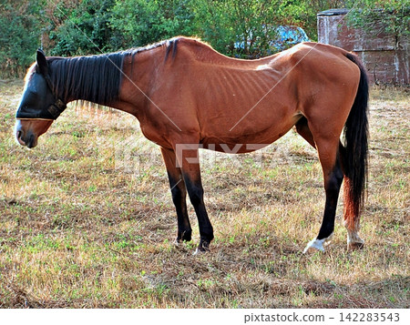 Brown Horse with Fly Mask Standing in Pasture. 142283543