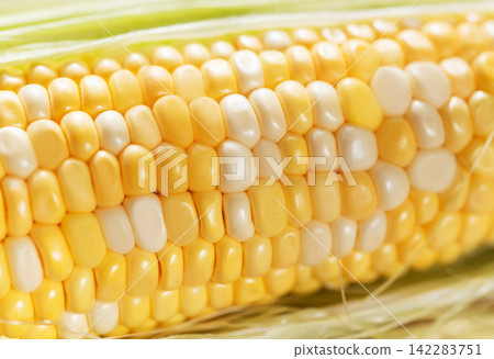 Fresh sweet corn cob with yellow and white kernels Fresh sweet corn cob with yellow and white kernels 142283751