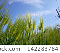 Blue wheat 142283784