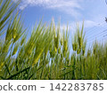 Blue wheat 142283785