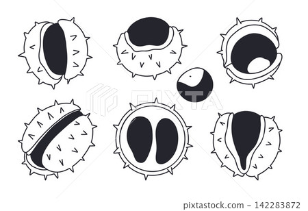 Chestnut Vector Set. Maturation Stages Hand Drawn. Doodle of Whole Cracked and Empty Spiky Shells with Nut. Autumn Harvest. Isolated seasonal elements for Botanical Design and fall card illustrations 142283872