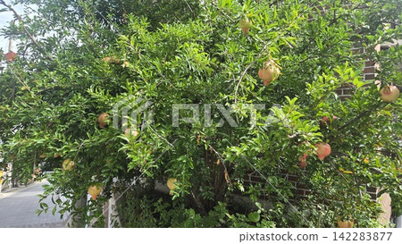 Fresh green pomegranate tree laden with round fruits 142283877