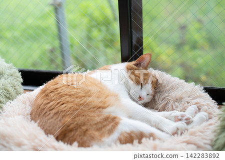 Sleeping cat brown tiger white Sleeping cat brown tiger white 142283892