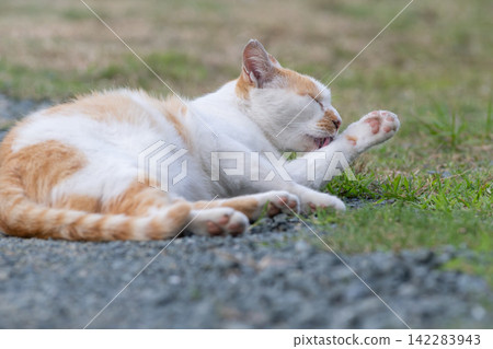 Grooming cat, brown-white cat Grooming cat, brown-white cat 142283943
