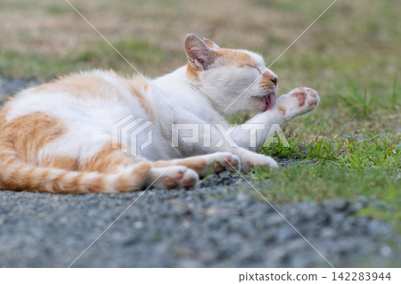 Grooming cat, brown-white cat Grooming cat, brown-white cat 142283944