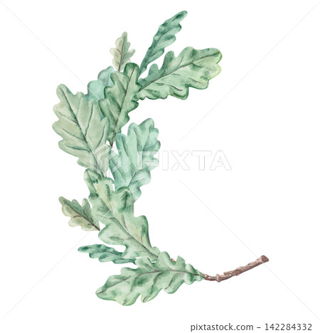 Watercolor illustration of an oak branch with leaves. Suitable for creating greeting cards, seasonal decor, themed websites, and label designs for natural cosmetics and bath accessories. Watercolor illustration of an oak branch with leaves. Suitable for creating greeting cards, seasonal decor, themed websites, and label designs for natural cosmetics and bath accessories. 142284332