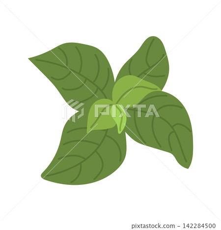 Fresh Sweet Basil Leaves Green Mediterranean Herb Flat Illustration Fresh Sweet Basil Leaves Green Mediterranean Herb Flat Illustration 142284500