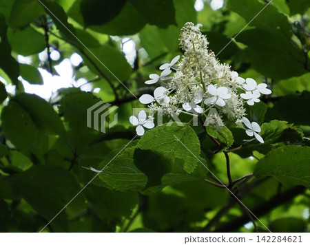 夏日山間繡球花的白色花朵 夏日山間繡球花的白色花朵 142284621