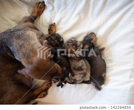 Newborn Dachshund Puppies Sleeping Next to Their Mother Dog on White Blanket 142284850