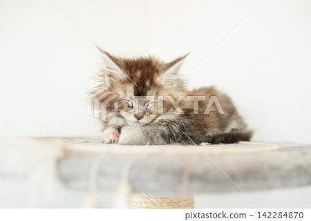 Cute little grey Maine Coon kitten sleeping sweetly Cute little grey Maine Coon kitten sleeping sweetly 142284870
