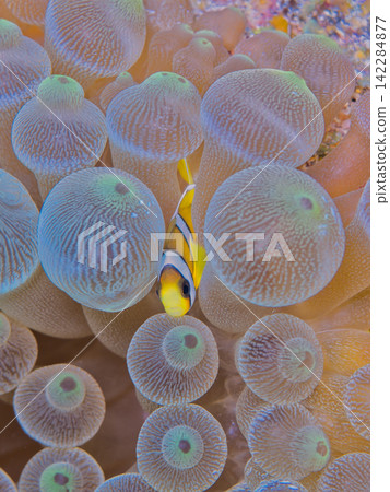生活在海葵的銀蓮花屬魚 生活在海葵的銀蓮花屬魚 142284877