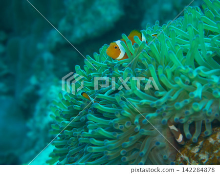 隱藏在海葵中的小丑魚 隱藏在海葵中的小丑魚 142284878