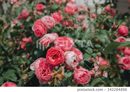 Pink roses blooming densely in a garden, featuring layered petals, green foliage and sunlight. Romantic floral scene with abundant blossoms. 142284898