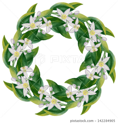 Beautiful watercolor wreath of lemon tree flowers and green leaves. Hand drawn white citrus blossoms circle frame isolated on white background for wedding, perfume, and cosmetic designs. Beautiful watercolor wreath of lemon tree flowers and green leaves. Hand drawn white citrus blossoms circle frame isolated on white background for wedding, perfume, and cosmetic designs. 142284905