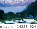 Terraced rice fields reflecting the Alps 142284924