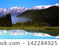 Rice paddies with a white horse reflected in them 142284925
