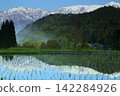 Fog, white horses, and rice paddies 142284926