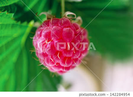 Single ripe raspberry hanging on a green bush. Fresh organic fruit close up macro shot. Gardening harvest concept in summer season. Healthy food ingredient for nutrition diet. Single ripe raspberry hanging on a green bush. Fresh organic fruit close up macro shot. Gardening harvest concept in summer season. Healthy food ingredient for nutrition diet. 142284954