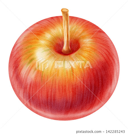 Watercolor illustration of a whole ripe red yellow apple isolated on a white background. Perfect for product logos, market posters, food packaging, textile patterns, Wedding invitations 142285243