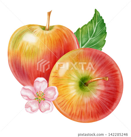 Watercolor illustration of fresh red apples, half apple, pink apple blossom flowers isolated on white background. Perfect for product logo, market posters, food packaging, textile patterns Watercolor illustration of fresh red apples, half apple, pink apple blossom flowers isolated on white background. Perfect for product logo, market posters, food packaging, textile patterns 142285246