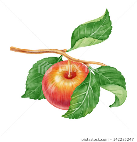 Watercolor illustration of ripe red apples on a branch with green leaves and flowers on a white background. Perfect for product logo, market posters, food packaging, textile patterns, Wedding Watercolor illustration of ripe red apples on a branch with green leaves and flowers on a white background. Perfect for product logo, market posters, food packaging, textile patterns, Wedding 142285247