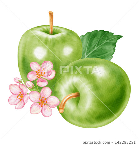 Watercolor illustration of a whole green apple, half slice core, pink blossom flower with leaf isolated on white background. Perfect for product logo, market posters, food packaging, textile patterns 142285251