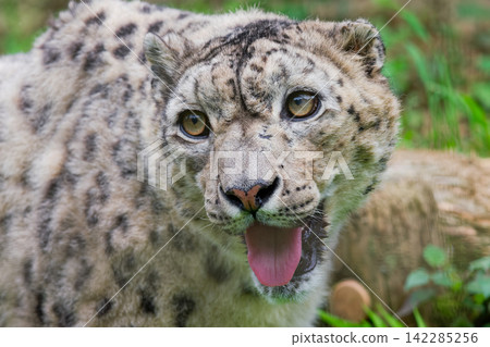 A snow leopard staring at us ① A snow leopard staring at us ① 142285256