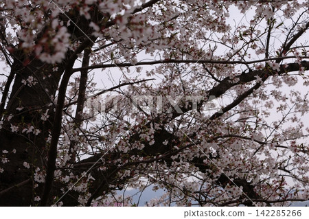 Fluffy cherry tree Fluffy cherry tree 142285266