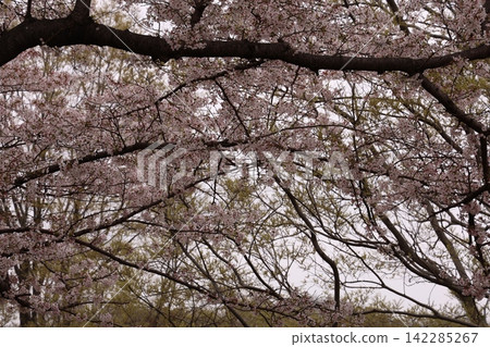 Fluffy cherry tree Fluffy cherry tree 142285267