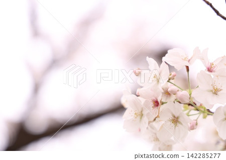 Fluffy cherry tree Fluffy cherry tree 142285277