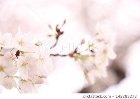Fluffy cherry tree Fluffy cherry tree 142285278