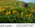Daylilies blooming on Kirigamine Mountain 142285597