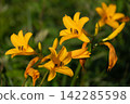 Daylilies blooming on Kirigamine Mountain 142285598