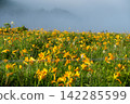 Daylilies blooming on Kirigamine Mountain 142285599